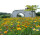 Blumenwiese "Bunte Mischung"